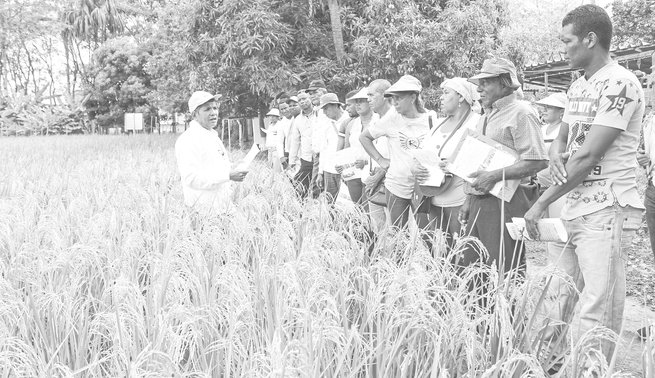 Arroz y pato, unión ambiental y social