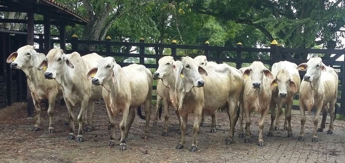 Criadores serán proveedores del feedlot