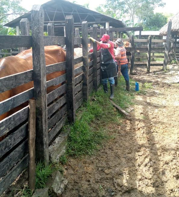 Colombia cumple la tarea de vacunar