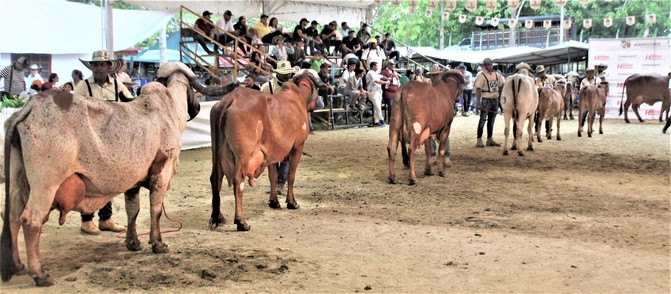 La Feria Agropecuaria deja grandes dividendos a los sincelejanos