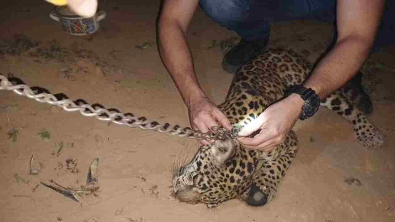 Encadenados y dopados,rescatan animales que iban a ser traficados