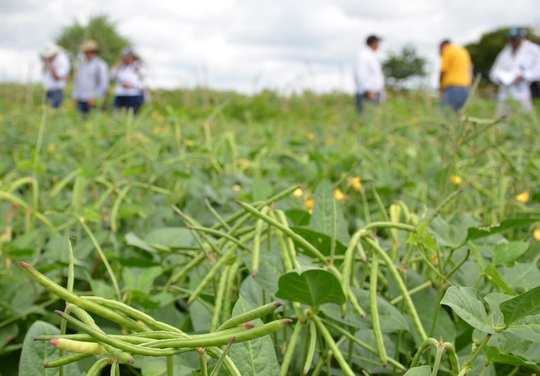 Unicórdoba ofrece al Gobierno frijol Caupí, para fabricar bienestarina colombiana con mayor valor nutricional