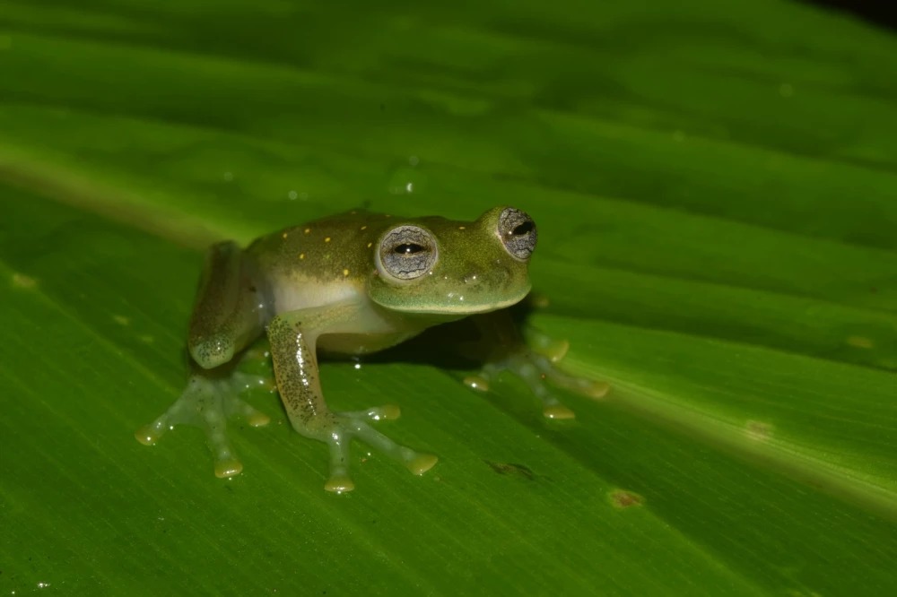 Hallan nueva especie de rana en Pijao, Quindío
