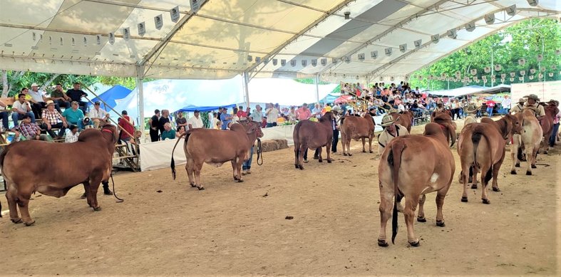 Hoy todos los caminos conducen a la Feria Agropecuaria de Sincelejo