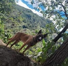 Posible aparición del perro Wilson