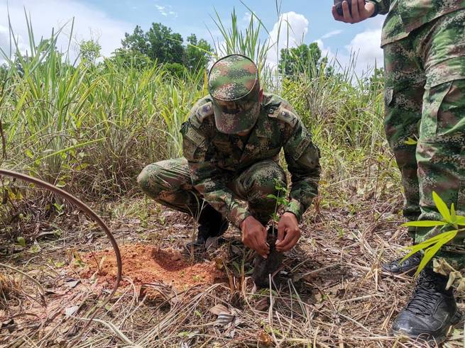 Ejército reforesta territorios afectados por minería ilegal y cultivos ilícitos