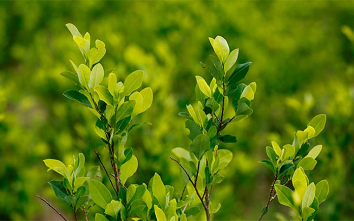 Colombia tramitará despenalización de la hoja de coca ante la ONU