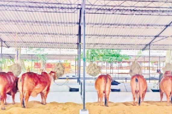 Llegan los ejemplares al Coliseo de Feria