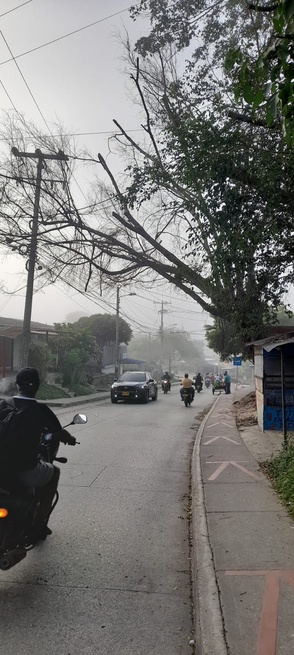 Temen por árbol que podría generar una tragedia