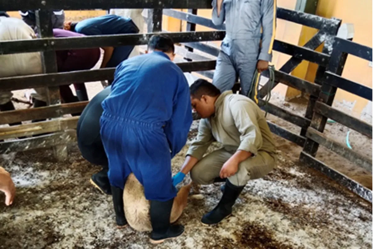Ciencias Agropecuarias de Unisucre y su aporte al departamento con la Zootecnia