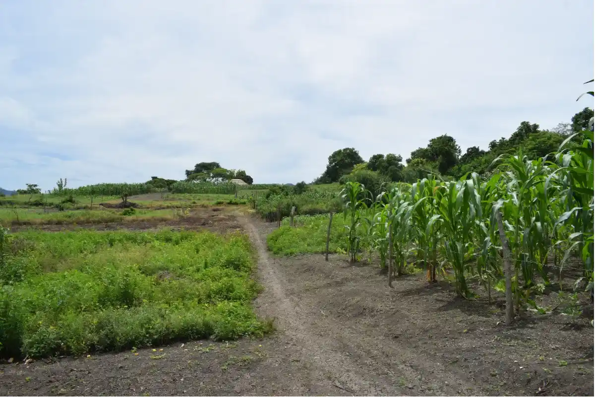 Líos por un propietario que se niega a entregar terreno en Colosó que ya está pago