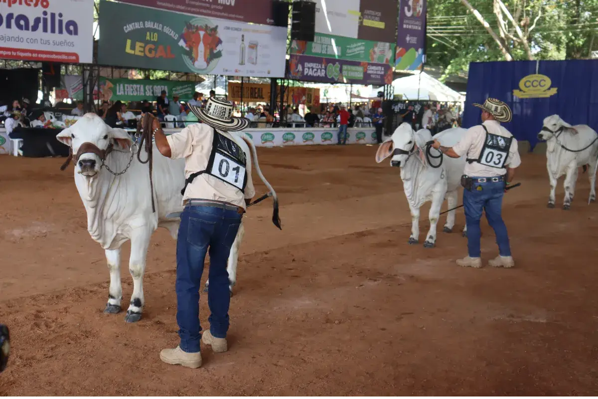 Por elecciones en 2026 adelantarán Feria Ganadera