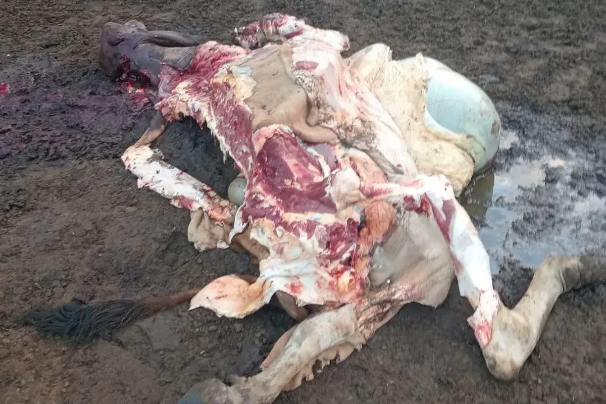 Cuatreros sacrificaron reses y robaron varios elementos