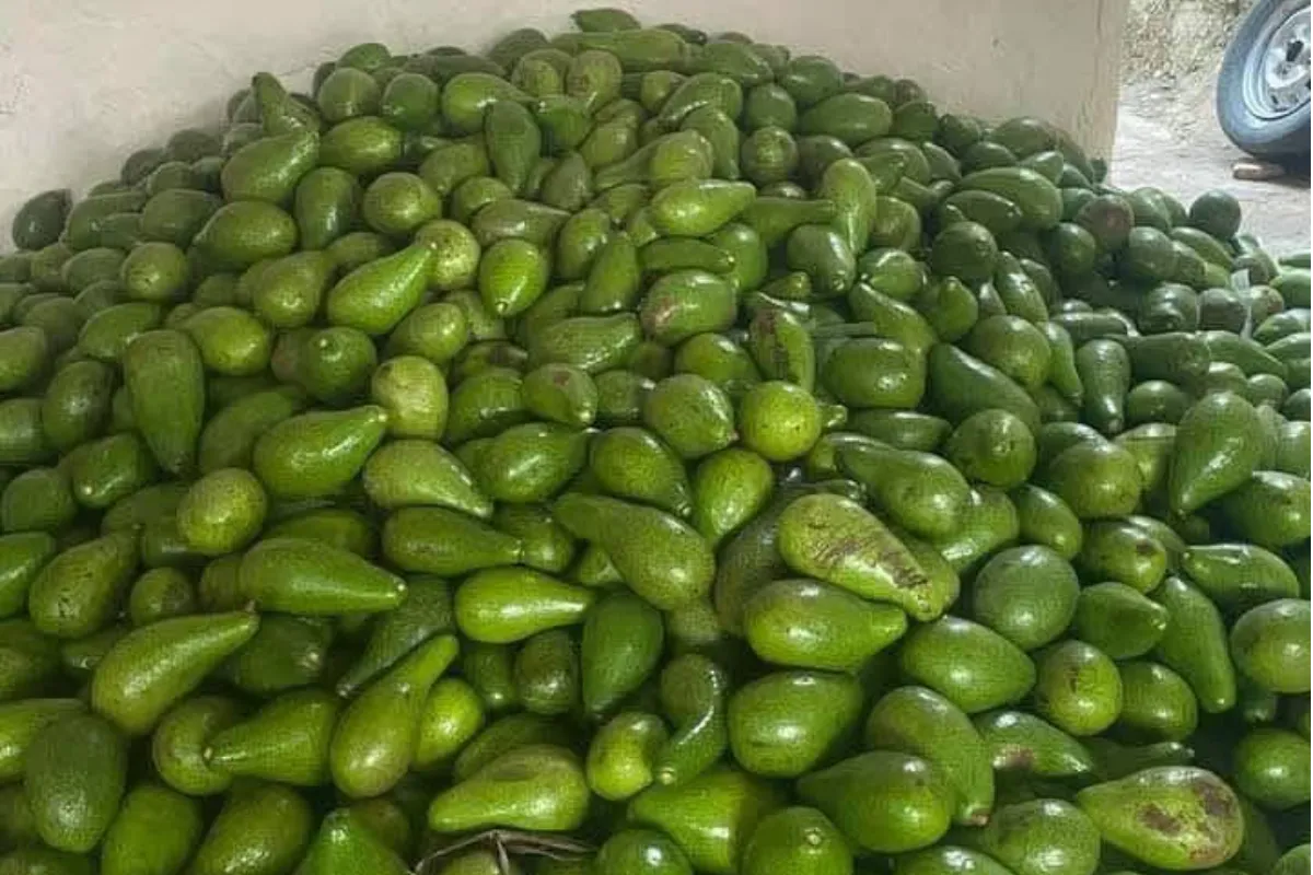Agricultores de Montes de María lanzan S.O.S a Minagricultura