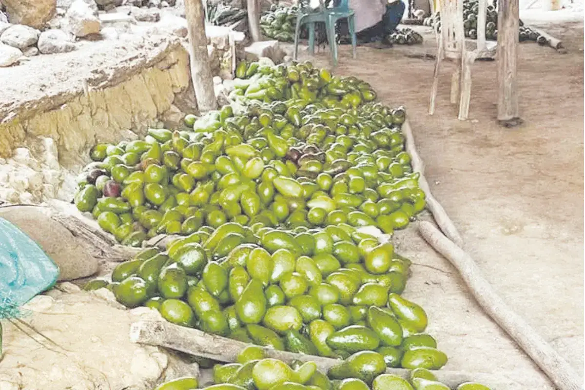 Aguacate: la metamorfosis negativa del 'oro verde' en Sucre