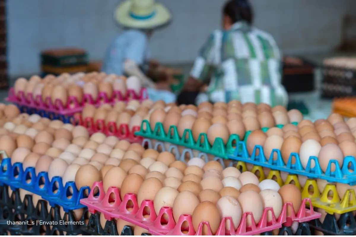 Avicultura colombiana rompe fronteras: ya exporta a 11 países