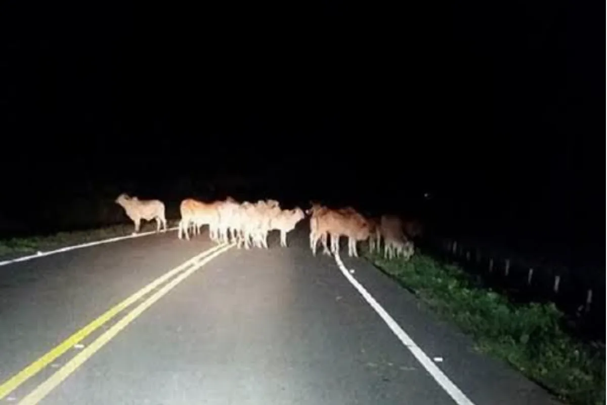 Alarma por presencia de ganado en carreteras de Bolívar