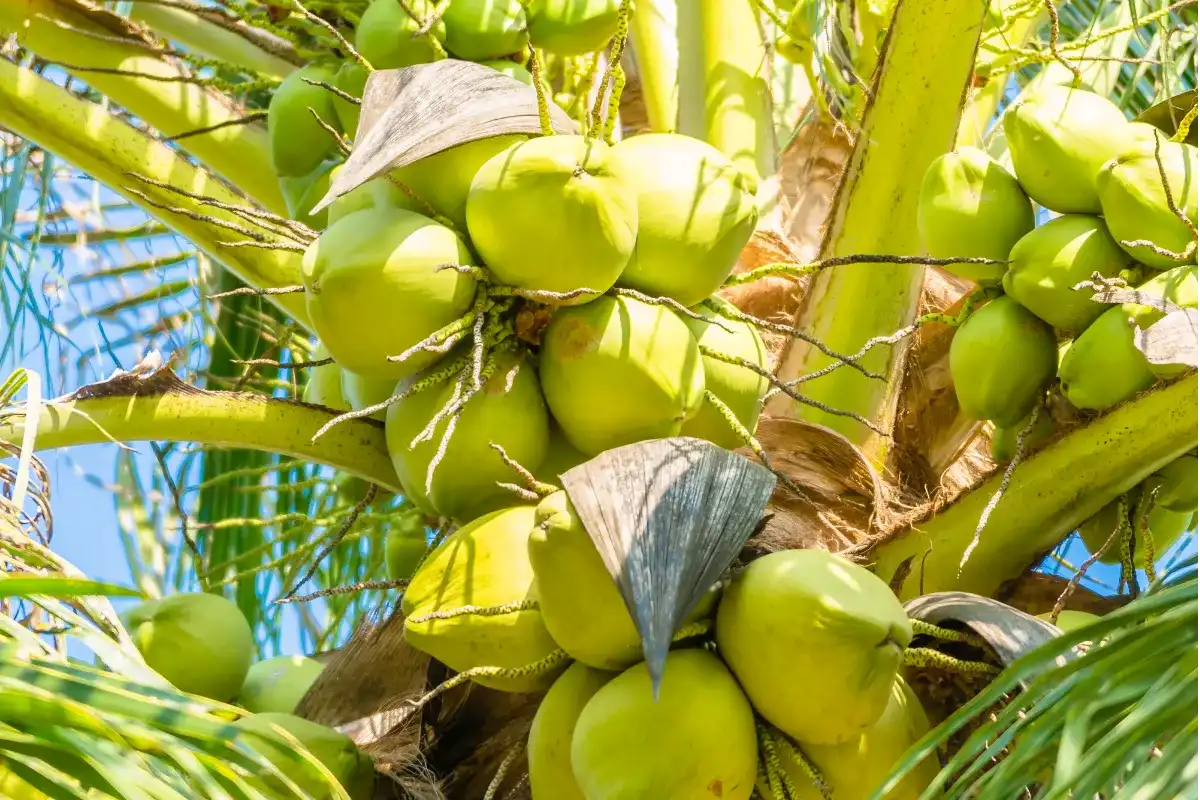 Córdoba y Sucre, potencias en producción de Coco