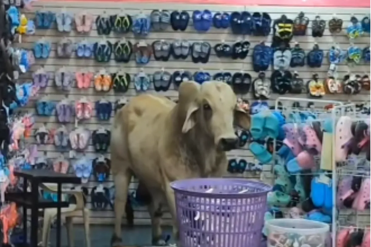 Toro suelto se metió a un almacén en Magangué y generó caos