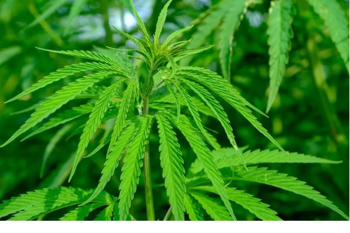 Nuevo proyecto para legalizar el cannabis en Colombia