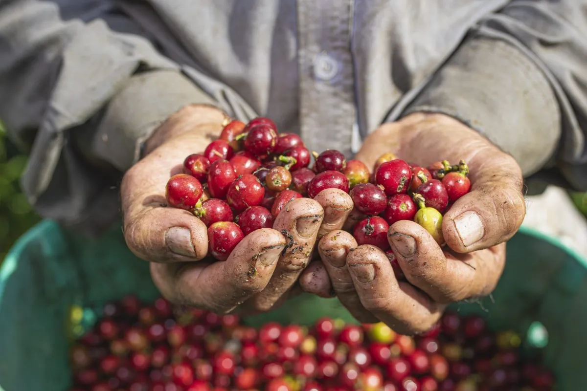 Aumentó la producción de café