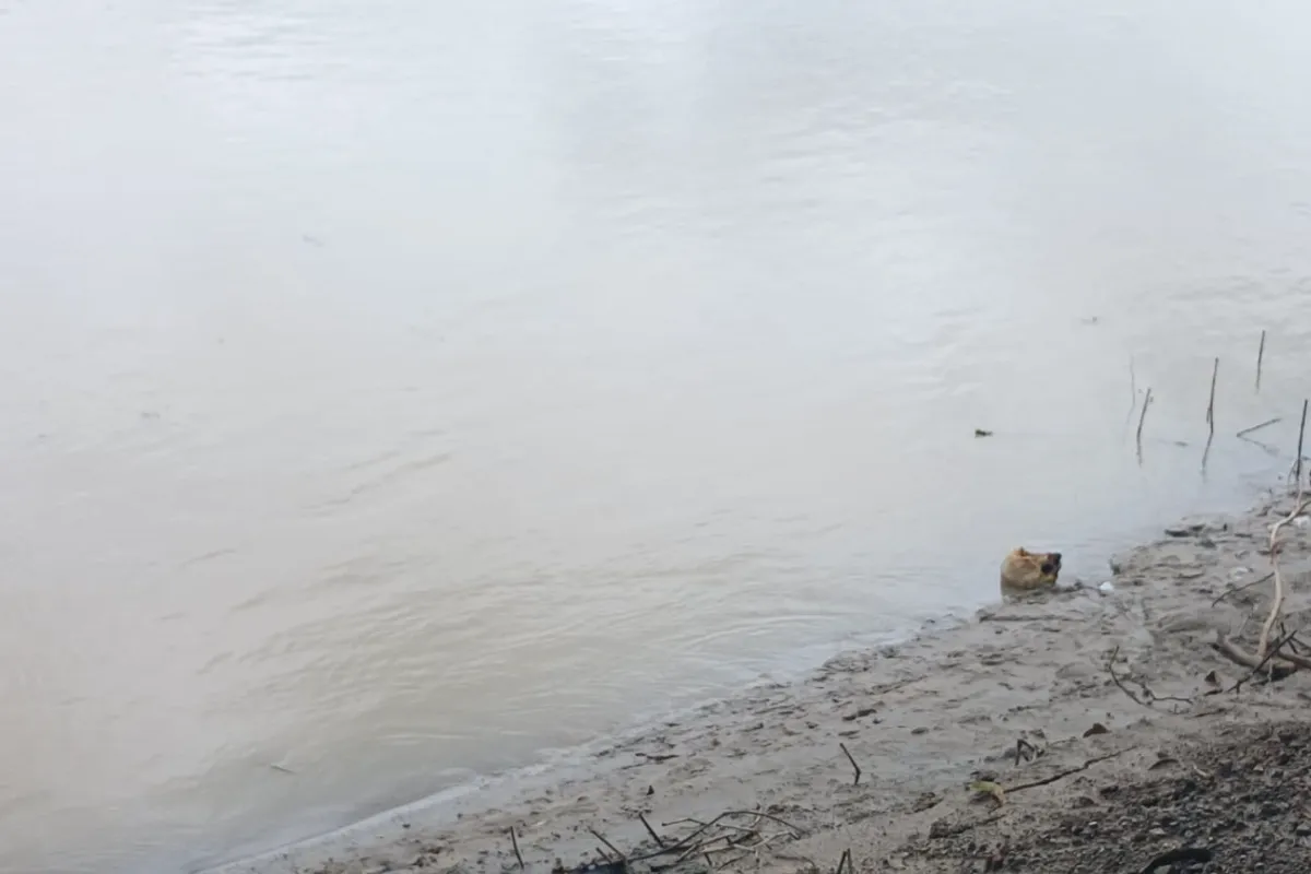 Encontraron una cabeza en el río