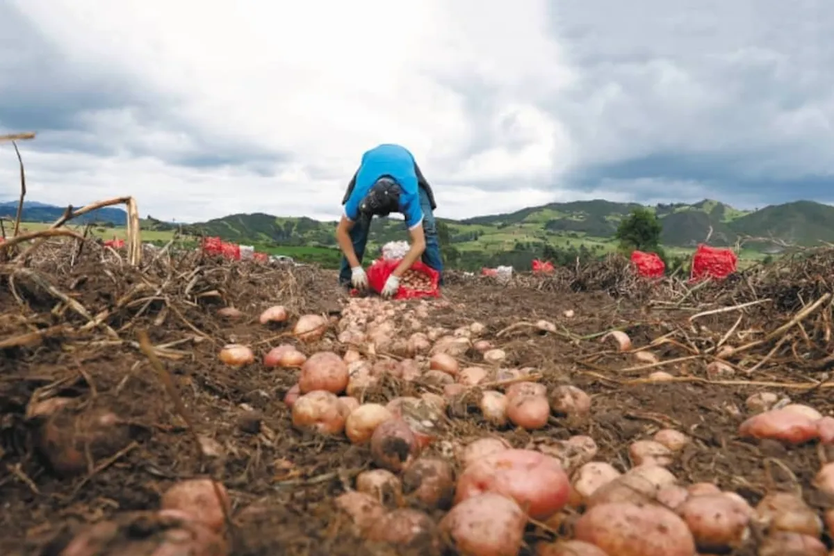 Millonarias pérdidas del sector papero