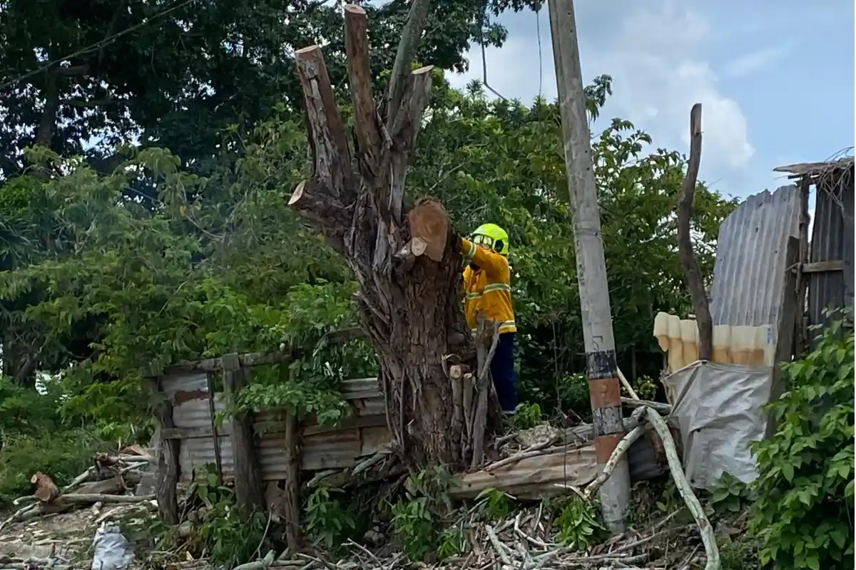 Ramas de Árbol seco fueron cortadas en Bitar