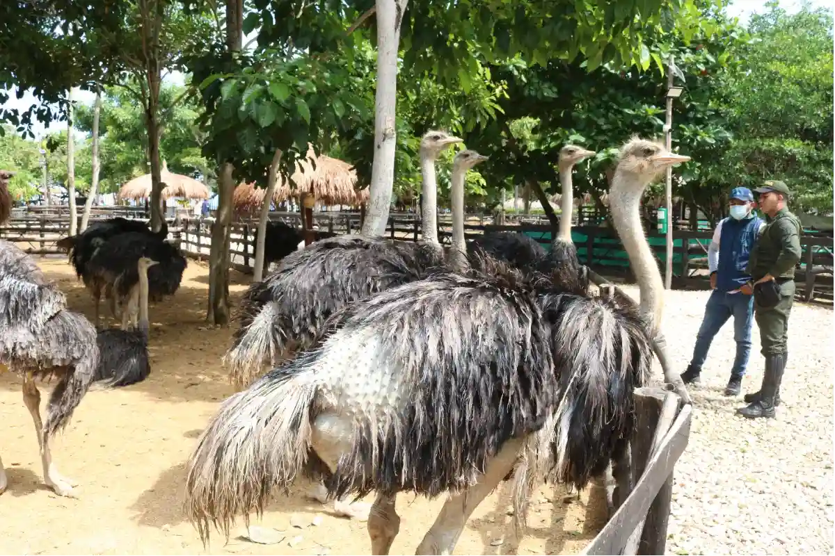 Rescatan a 32 animales silvestres en operativo en Coveñas