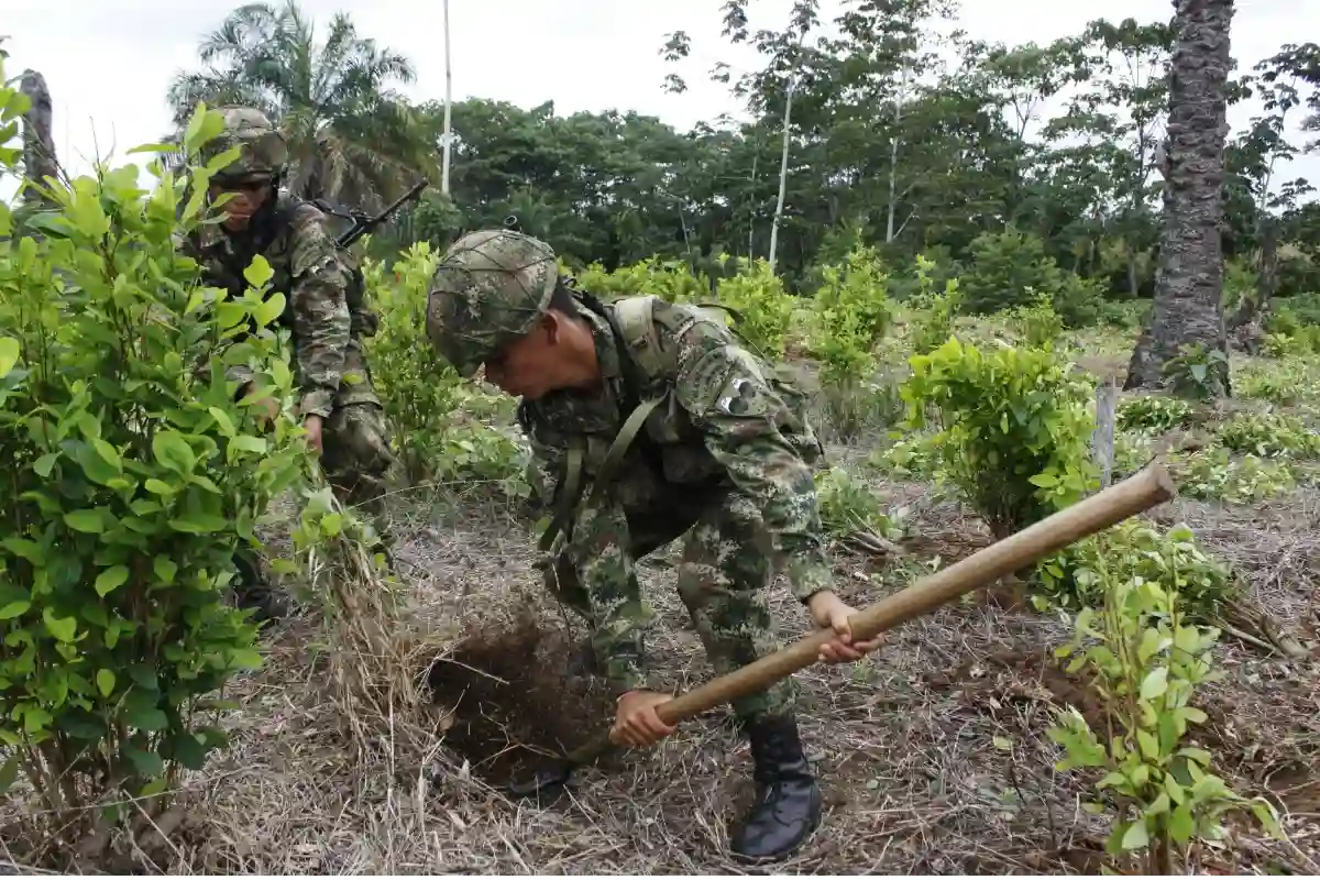 Colombia se la juega en su lucha antidrogas