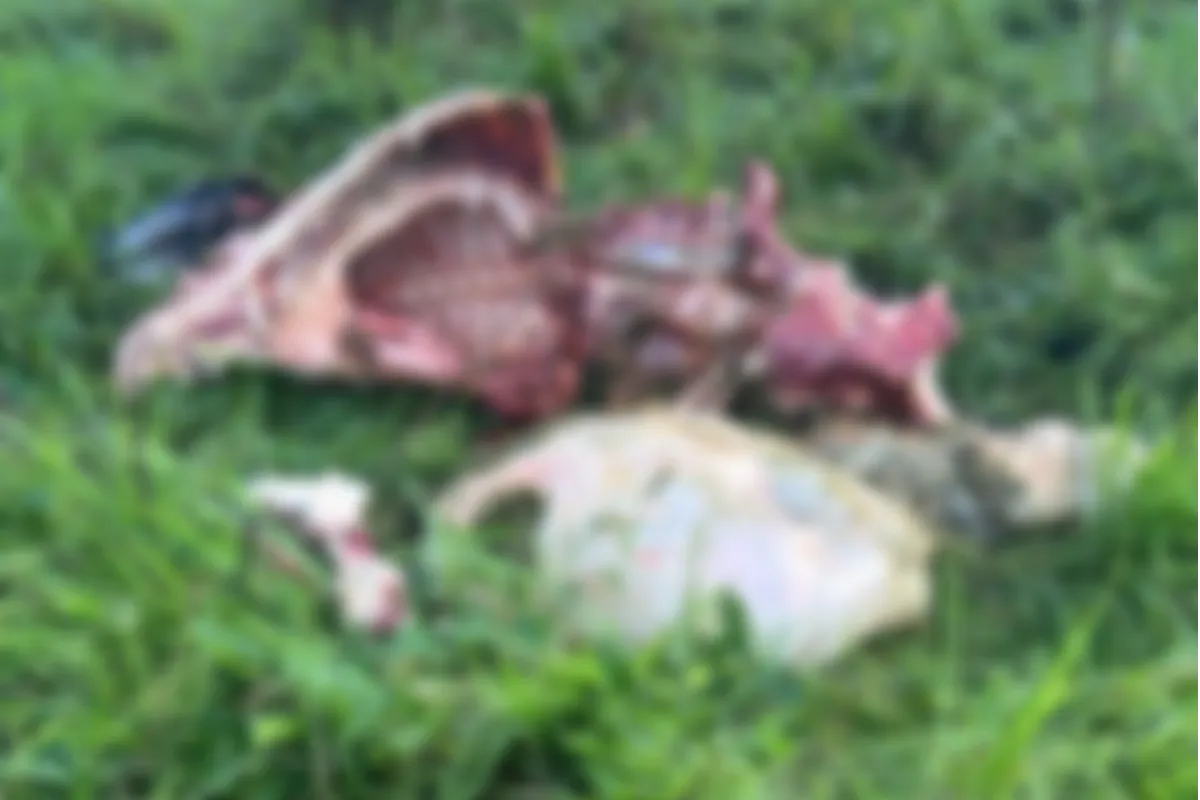 Cuatreros siguen azotando a propietarios de finca en zona rural de Sincelejo