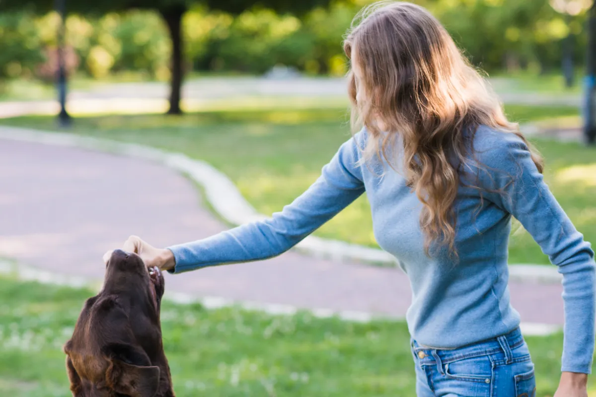 La clave de la educación y adiestramiento en mascotas
