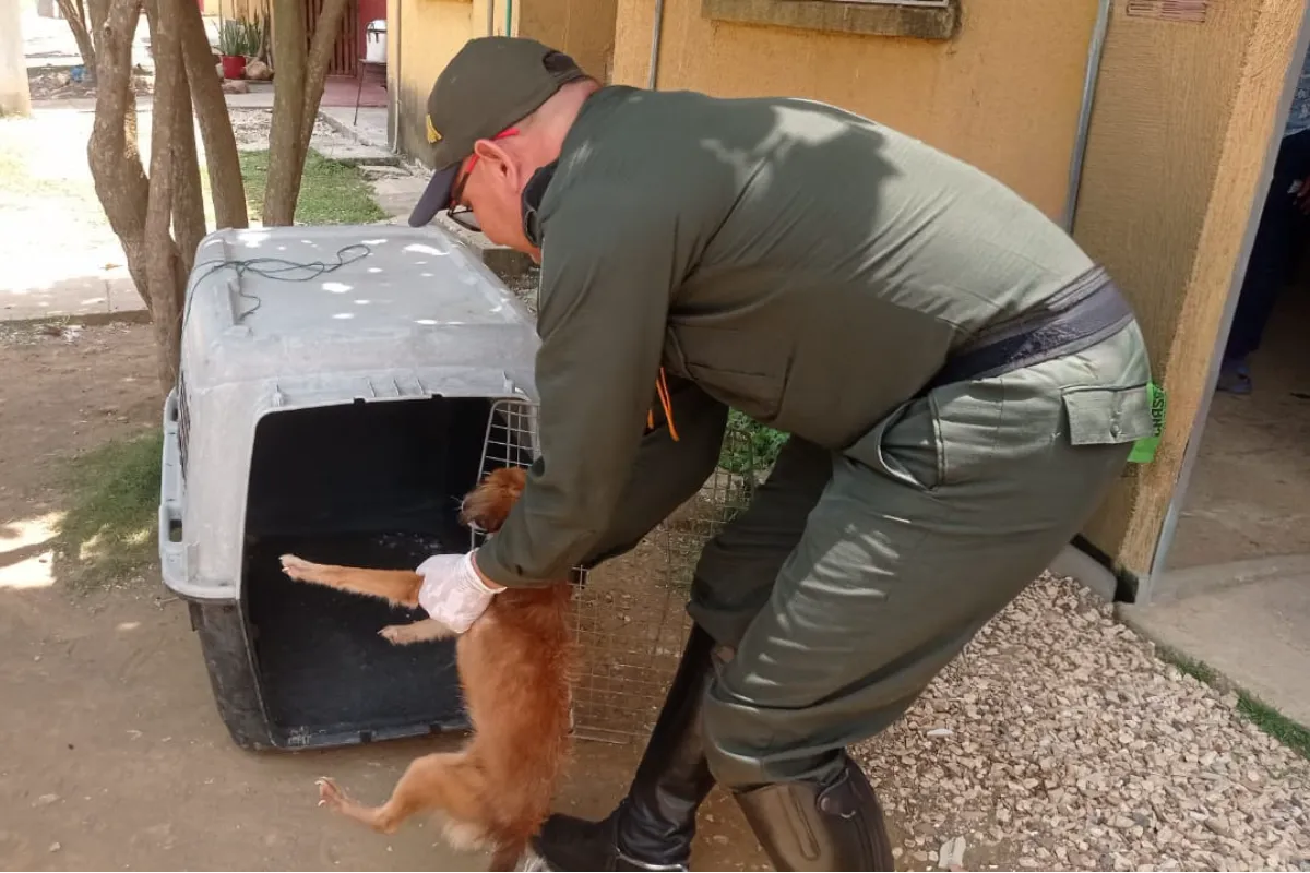 De la cadena al calor de un nuevo hogar: Así salvó la Policía de Carabineros a "Chiquita" en Lorica