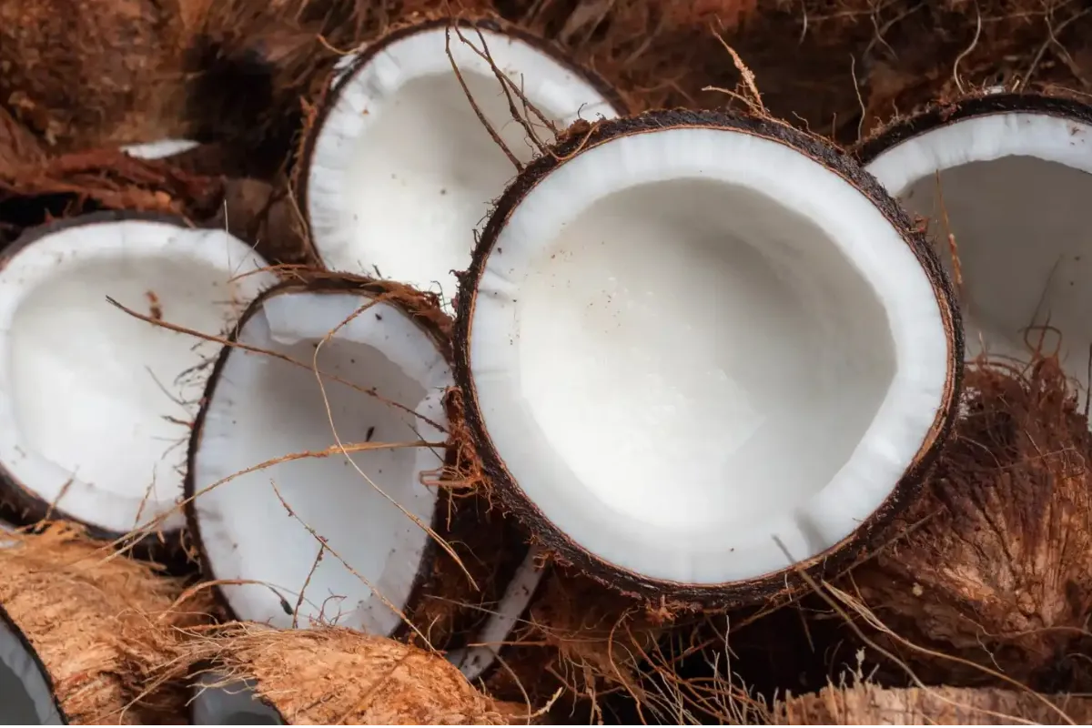 Córdoba lidera la producción de coco en Colombia