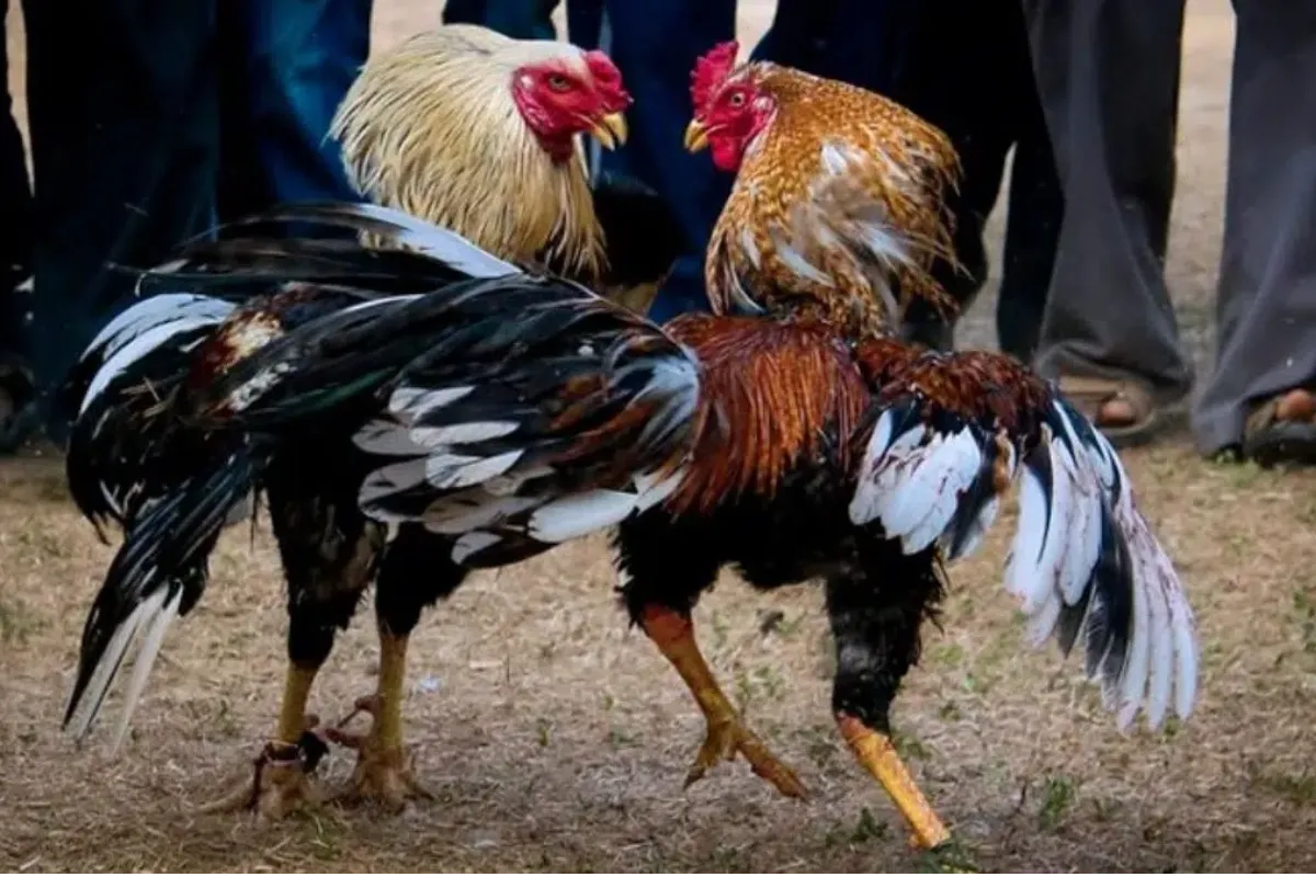 Fedegallos pide anular fallo