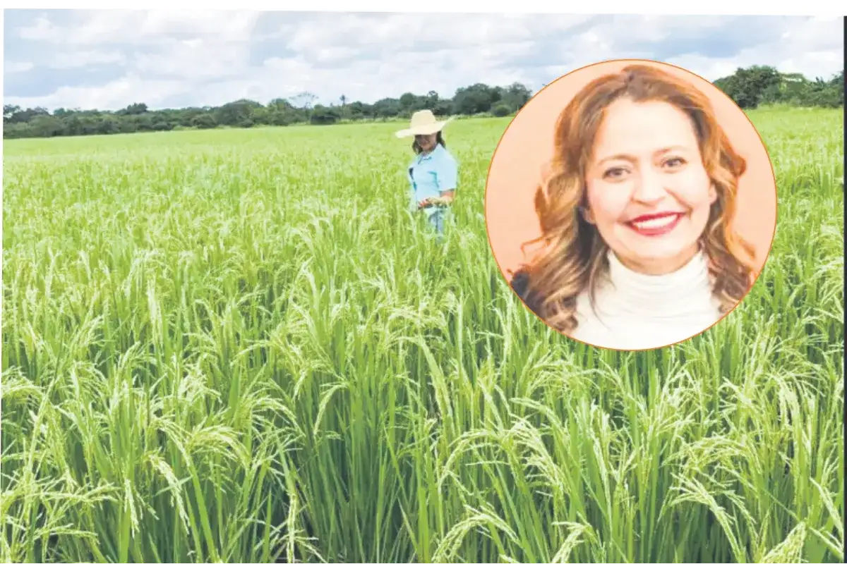 Denuncian presuntos favorecimientos a contratista de 'Ruta del Arroz'