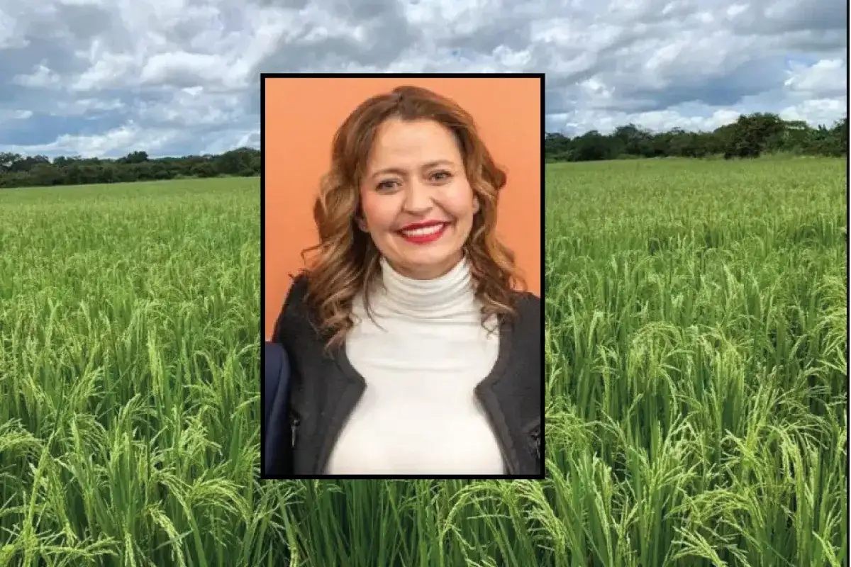 Procuraduría abrió Indagación por presuntas irregularidades en proyecto "Ruta del Arroz" en la Mojana