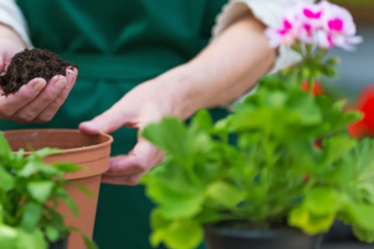 El poder de las plantas en el hogar