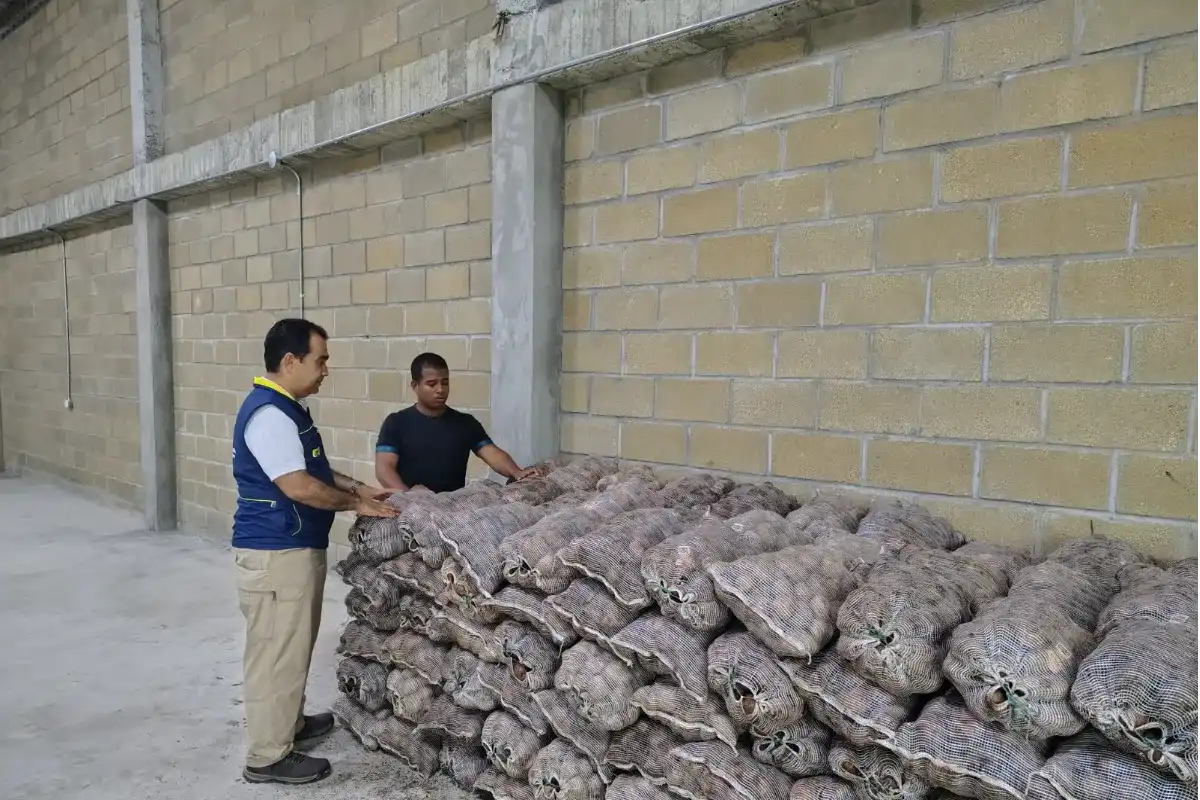 Sucre se beneficia de la estrategia 'Buena papa'