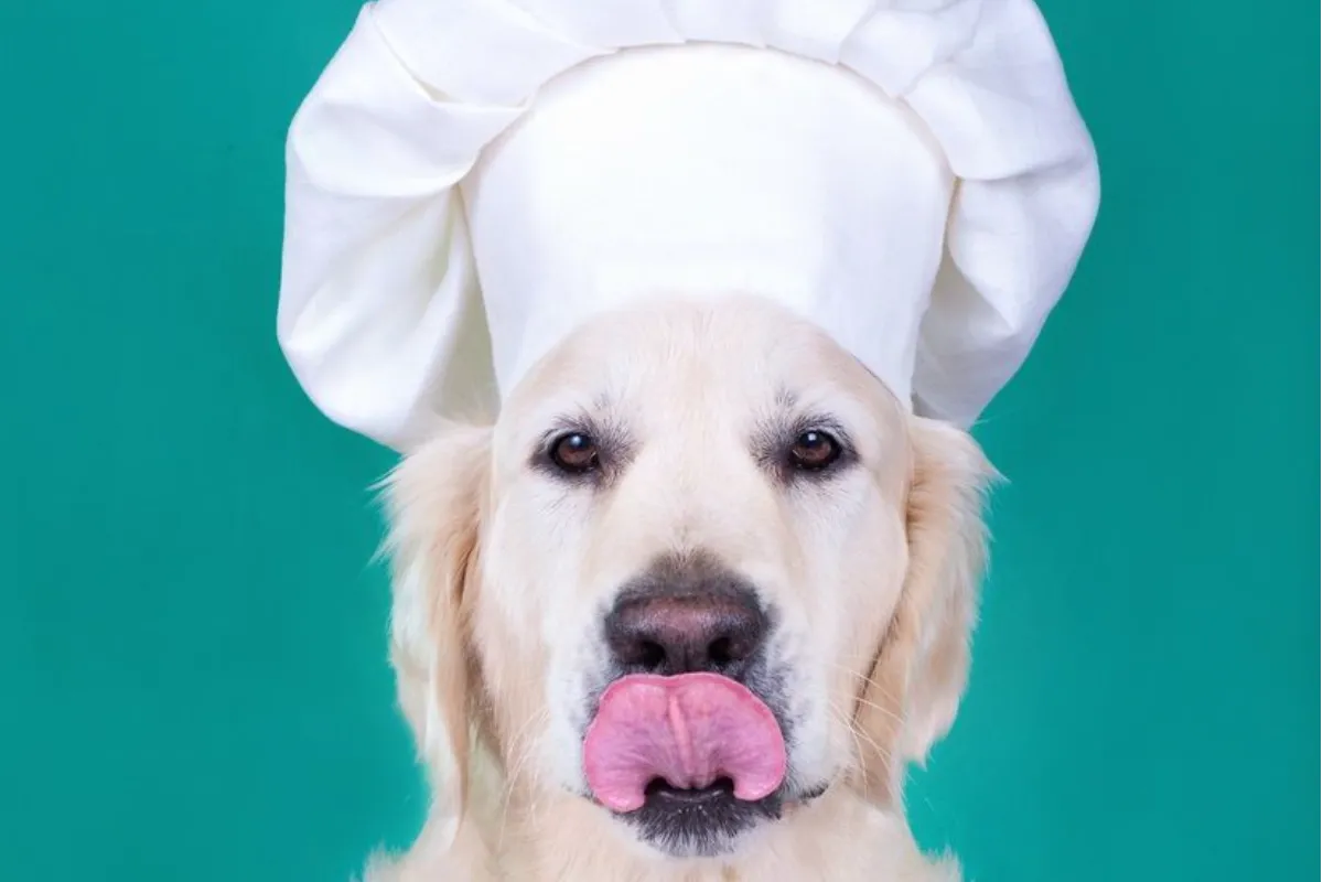 Comer sano también es para mascotas