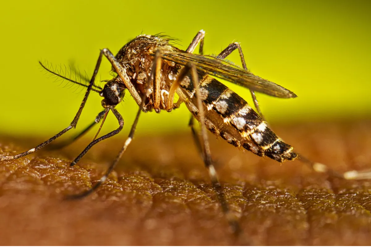 Córdoba es uno de los departamentos con más casos de dengue