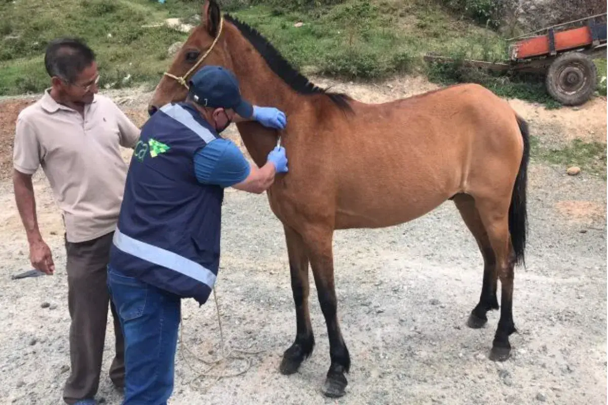 Alertan por casos de Encefalitis Equina del Este en Sucre, ICA confirmó 8 casos