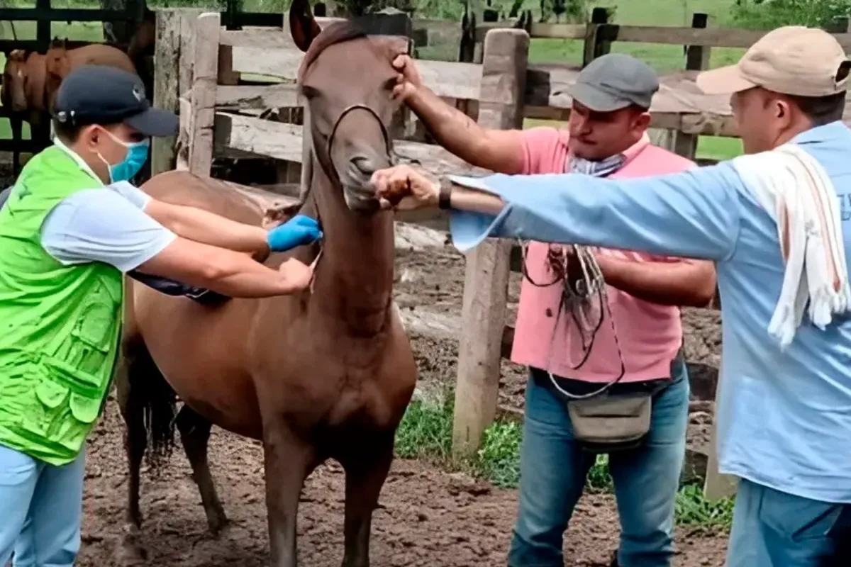 Equinos en vilo, ICA no tiene vacunas para esta cepa