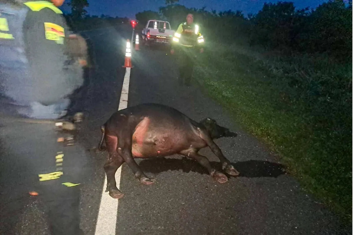 Animales sueltos en las vías de Sucre, una amenaza para los conductores