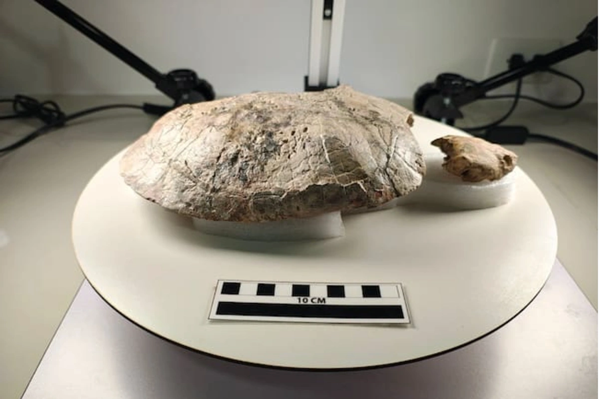 Hallan fósil de tortuga de más de hace más 13 millones de años