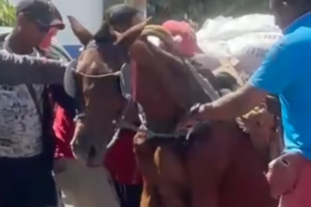 Caso de maltrato animal, caballo se desplomó