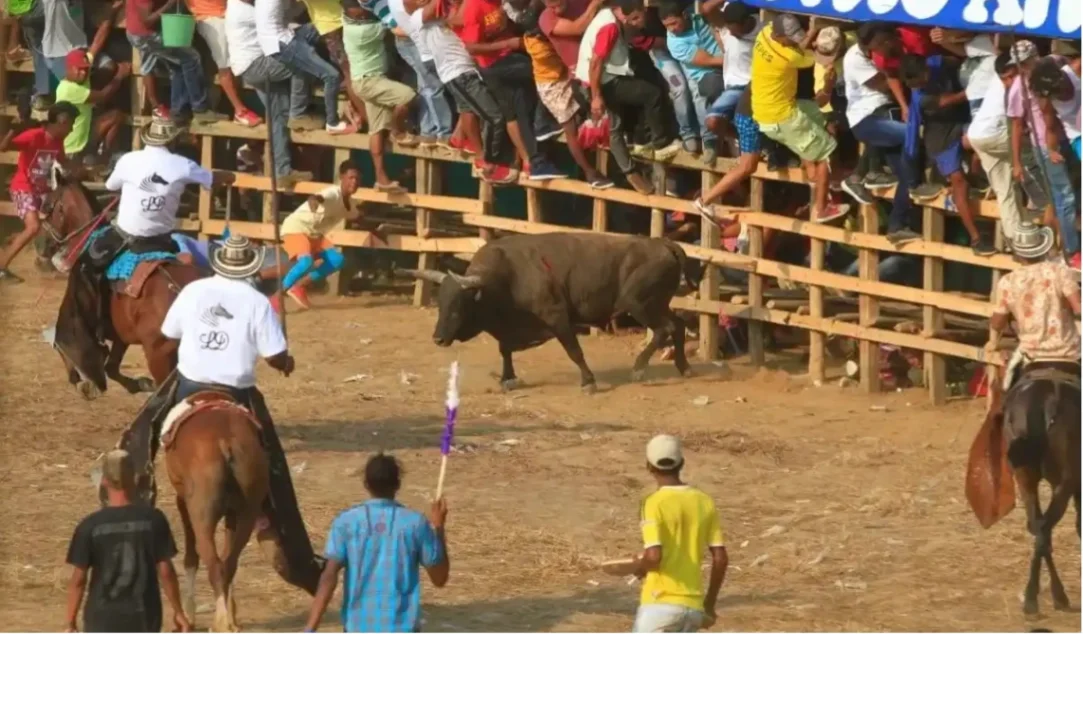 Amantes de las corralejas disfrutan los últimos sorbos