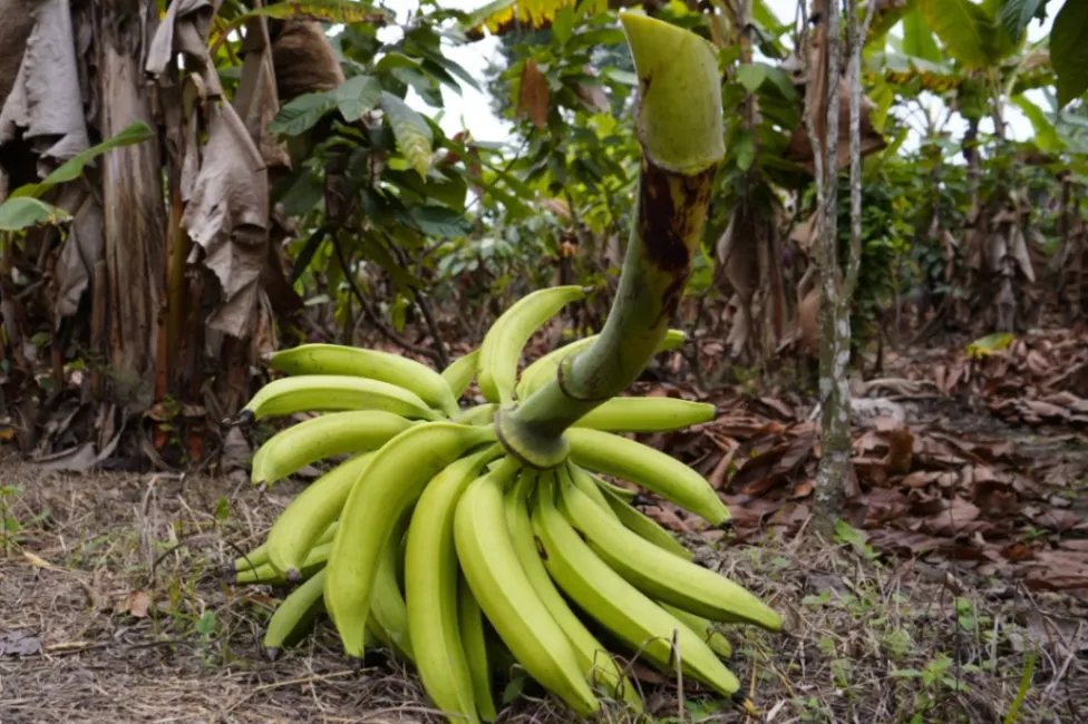 Plátano de Ecuador llega cuando Córdoba aún produce