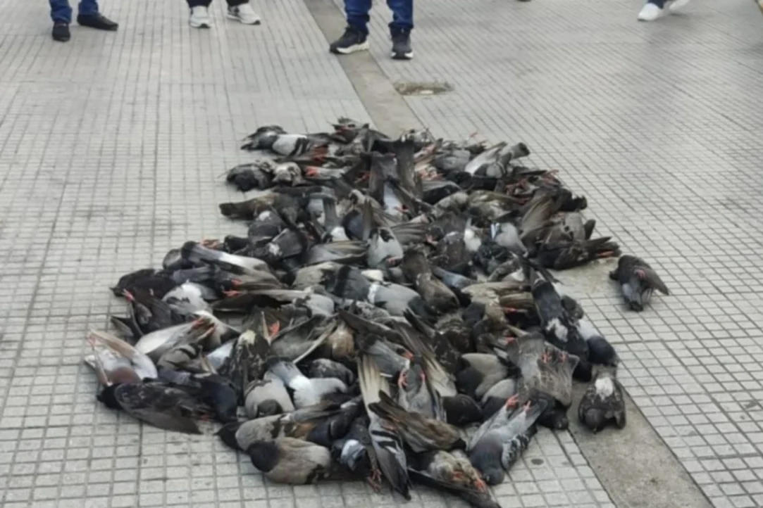 ICA descarta enfermedades oficiales tras muerte masiva de palomas