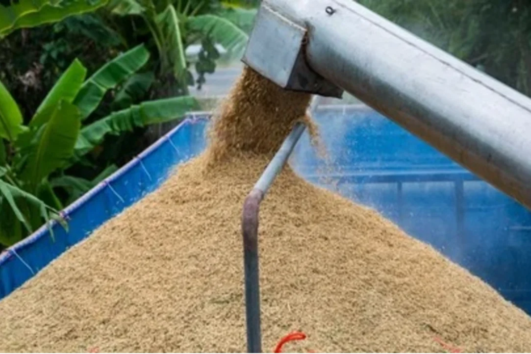 Importaciones de arroz ecuatoriano tendrán arancel del 30% en Colombia